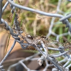 Unidentified Spider at Brownlow Hill, NSW - 13 Nov 2024 by elisebird