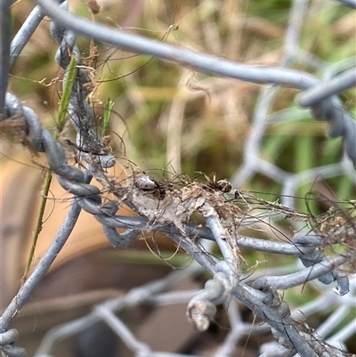Unverified Spider at Brownlow Hill, NSW - 14 Nov 2024 by elisebird