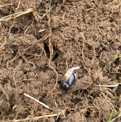 Unidentified Insect at Brownlow Hill, NSW - 13 Nov 2024 by elisebird