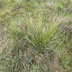 Carex longebrachiata at Brownlow Hill, NSW - 13 Nov 2024 by elisebird