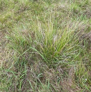 Carex longebrachiata at Brownlow Hill, NSW by elisebird