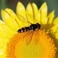 Syrphidae (family) (Unidentified Hover fly) at Keiraville, NSW - 23 Sep 2019 by PaperbarkNativeBees