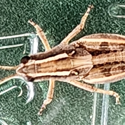 Phaulacridium vittatum (Wingless Grasshopper) at Gundaroo, NSW - 19 Nov 2024 by Gunyijan