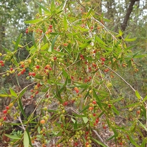 Leucopogon affinis (Lance Beard-heath) at Kangaroo Valley, NSW by don@kerrigan.net