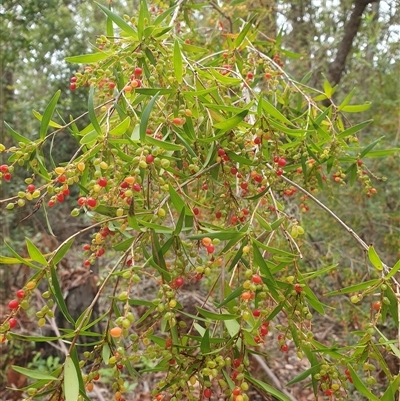 Leucopogon affinis (Lance Beard-heath) at Kangaroo Valley, NSW - 18 Nov 2024 by don@kerrigan.net