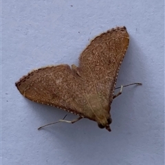 Endotricha pyrosalis (A Pyralid moth (Endotrichinae) at Curtin, ACT - 11 Nov 2024 by iancurtin