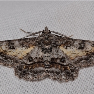 Cleora displicata at Jerrabomberra, NSW - 18 Nov 2024 09:18 PM