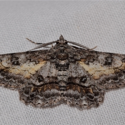 Cleora displicata (A Cleora Bark Moth) at Jerrabomberra, NSW - 18 Nov 2024 by DianneClarke