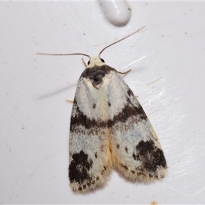 Thallarcha sparsana at Jerrabomberra, NSW - 18 Nov 2024