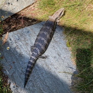 Tiliqua scincoides scincoides at Curtin, ACT - 18 Nov 2024