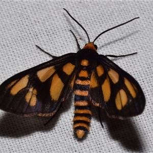 Amata (genus) at Jerrabomberra, NSW - suppressed