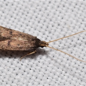 Lecithocera (genus) at Jerrabomberra, NSW - 18 Nov 2024