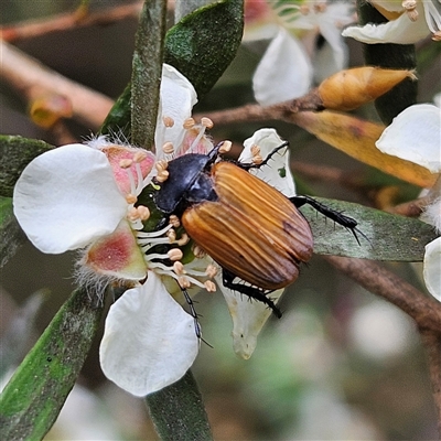 Phyllotocus sp. (genus) (Nectar scarab) at Braidwood, NSW - 18 Nov 2024 by MatthewFrawley