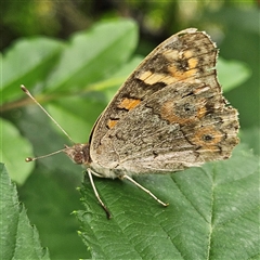 Junonia villida (Meadow Argus) at Braidwood, NSW - 18 Nov 2024 by MatthewFrawley