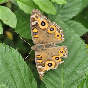 Junonia villida at Braidwood, NSW - 19 Nov 2024