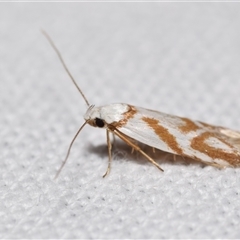 Oxythecta acceptella at Jerrabomberra, NSW - suppressed