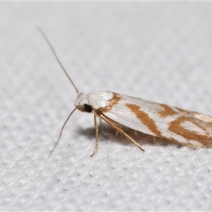 Oxythecta acceptella at Jerrabomberra, NSW - suppressed