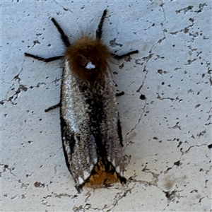 Epicoma contristis at Russell, ACT - 18 Nov 2024