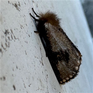 Epicoma contristis at Russell, ACT - 18 Nov 2024 07:59 AM