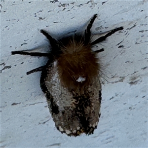 Epicoma contristis at Russell, ACT - 18 Nov 2024