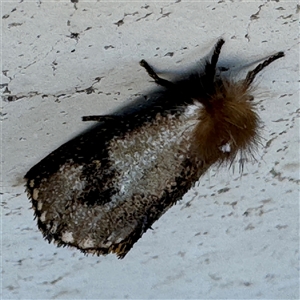 Epicoma contristis at Russell, ACT - 18 Nov 2024