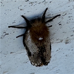 Epicoma contristis at Russell, ACT - 18 Nov 2024