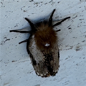 Epicoma contristis at Russell, ACT - 18 Nov 2024