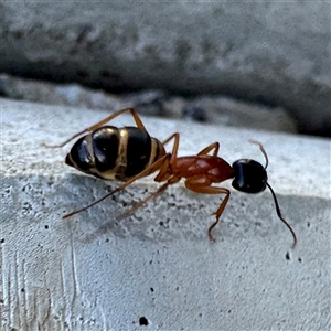 Camponotus consobrinus at Russell, ACT - 18 Nov 2024