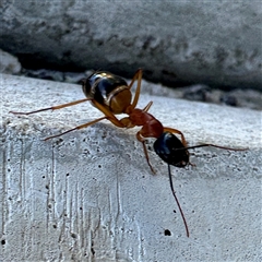 Camponotus consobrinus at Russell, ACT - 18 Nov 2024 07:59 AM