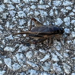 Lepidogryllus sp. (genus) (A cricket) at Russell, ACT - 17 Nov 2024 by Hejor1