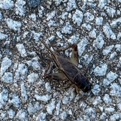 Lepidogryllus sp. (genus) at Russell, ACT - 18 Nov 2024 08:00 AM