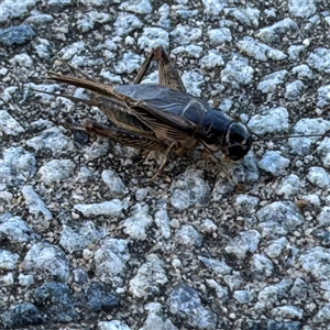 Lepidogryllus sp. (genus) at Russell, ACT - 18 Nov 2024 08:00 AM