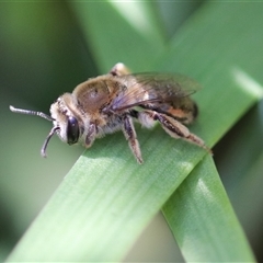 Leioproctus (Leioproctus) amabilis (A plaster bee) at Unanderra, NSW by PaperbarkNativeBees