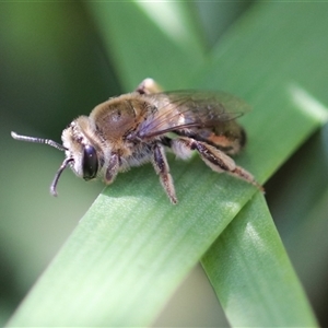 Leioproctus (Exleycolletes) sp. (Colletid bee) at Unanderra, NSW by PaperbarkNativeBees