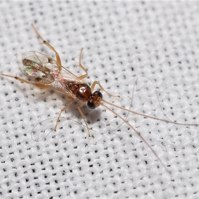 Braconidae (family) (Unidentified braconid wasp) at Jerrabomberra, NSW - 18 Nov 2024 by DianneClarke