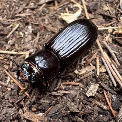 Aulacocyclus edentulus (Passalid beetle) at Ainslie, ACT - 15 Nov 2024 by Pirom