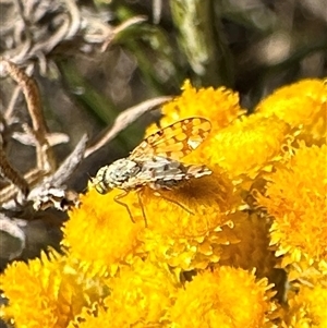 Austrotephritis pelia (Australian Fruit Fly) at Ainslie, ACT by Pirom