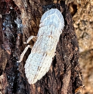 Ledromorpha planirostris at Ainslie, ACT - 18 Nov 2024