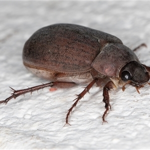 Sericesthis nigrolineata at Melba, ACT - 16 Nov 2024