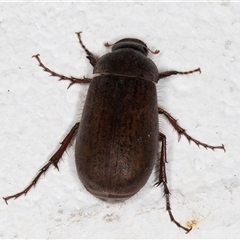 Sericesthis nigrolineata at Melba, ACT - 16 Nov 2024