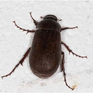 Sericesthis nigrolineata at Melba, ACT - 16 Nov 2024