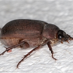 Sericesthis nigrolineata at Melba, ACT - 16 Nov 2024 10:38 PM