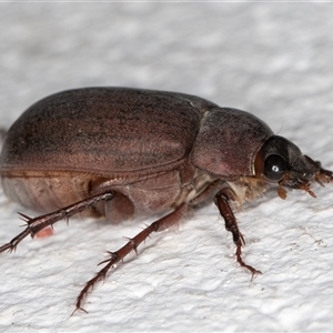 Sericesthis nigrolineata at Melba, ACT - 16 Nov 2024