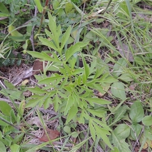 Bidens subalternans at Conder, ACT - 7 Jan 2024 06:17 PM