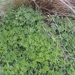 Bidens subalternans at Conder, ACT - 7 Jan 2024