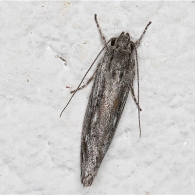Agriophara (genus) at Melba, ACT - 16 Nov 2024 by kasiaaus
