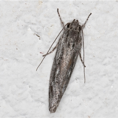 Agriophara (genus) (A Concealer moth (Stenomatinae) at Melba, ACT - 16 Nov 2024 by kasiaaus