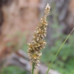 Carex appressa (Tall Sedge) at Conder, ACT - 7 Jan 2024 by MichaelBedingfield