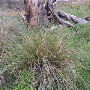 Carex appressa at Conder, ACT - 7 Jan 2024 06:20 PM