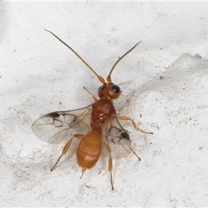 Phanerotoma sp. (genus) at Melba, ACT - 16 Nov 2024 10:46 PM